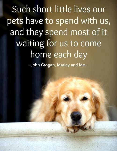 quotes-about-dogsmy-favorite-quotes-about-dogs-qv4mh3ar